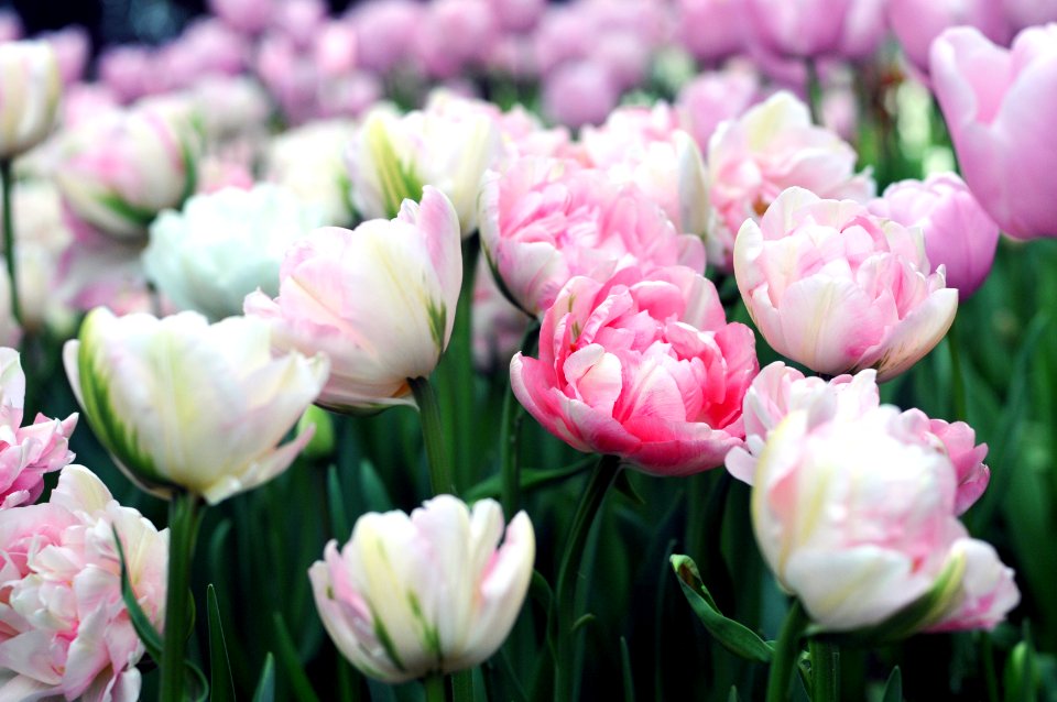 Skagit valley tulip festival, Mount vernon, United states