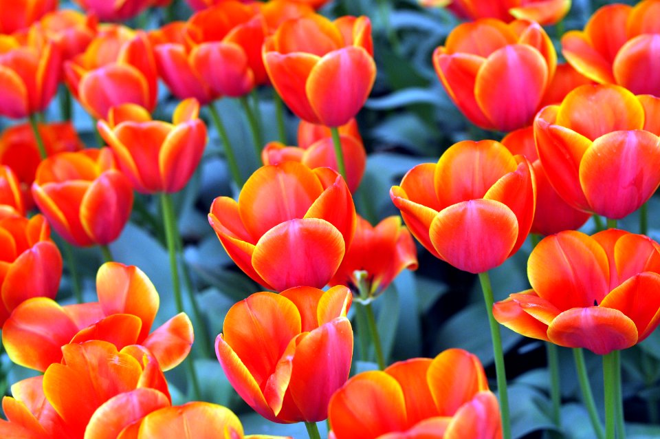 Skagit valley tulip festival, Mount vernon, United states