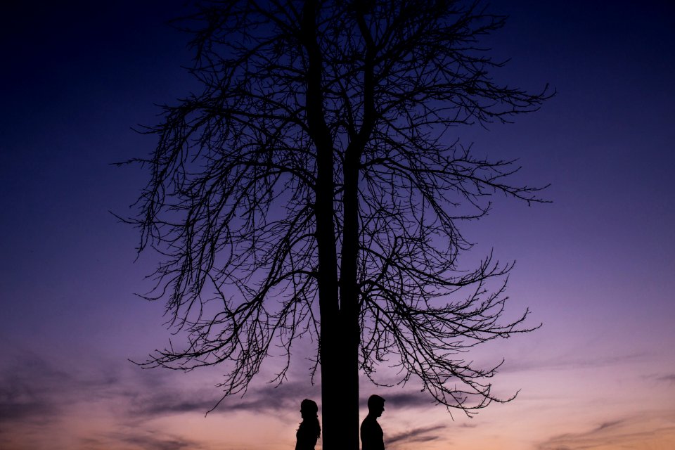 Cianorte, Brazil, Trees