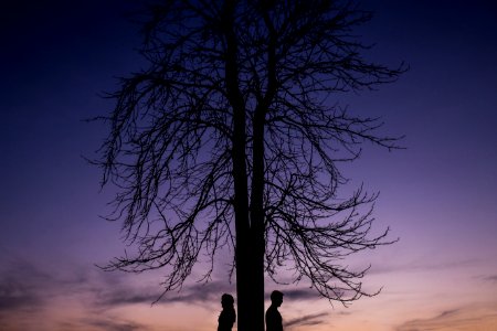 Cianorte, Brazil, Trees photo