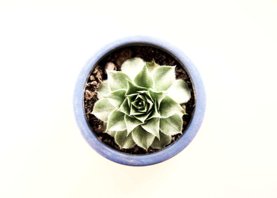 Background, Succulent, Blue
