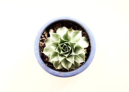 Background, Succulent, Blue