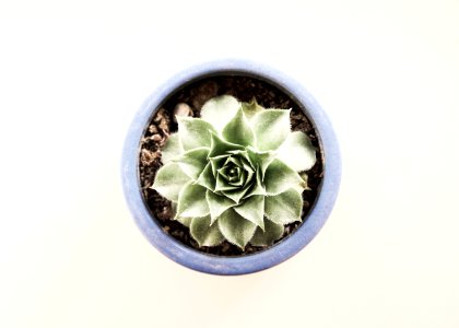 Background, Succulent, Blue photo