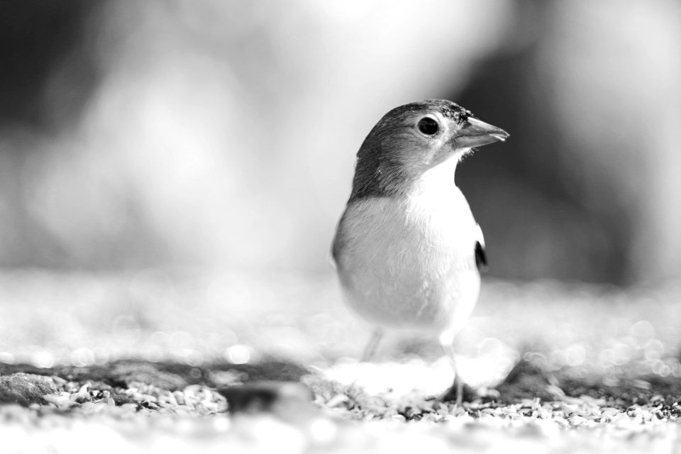 Bird, Nature, Monochrome