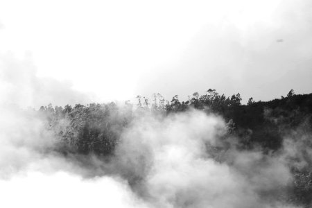 Nature, Madeira, Trees
