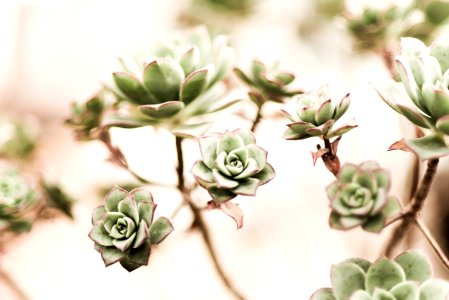 green Prince succulent photo