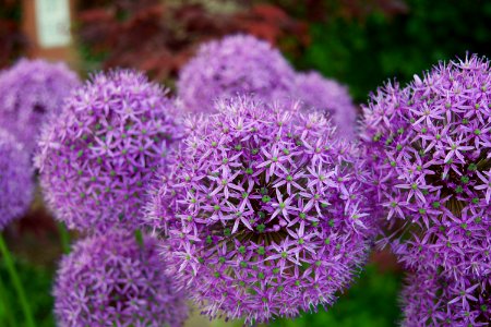 Hanover, United states, Flower