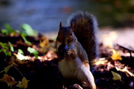 Closeup, Animal, Squirrel