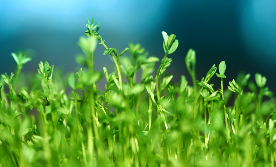 green leafed plants photo