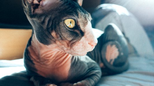 Buenos aires, Sunday morning cat, Benicio the sphynx