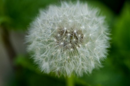 Toronto, Canada, Nature