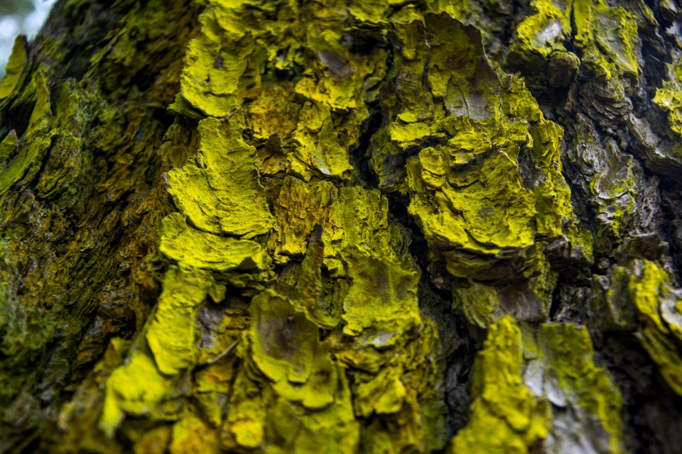 Argentina, Verde, Bosque