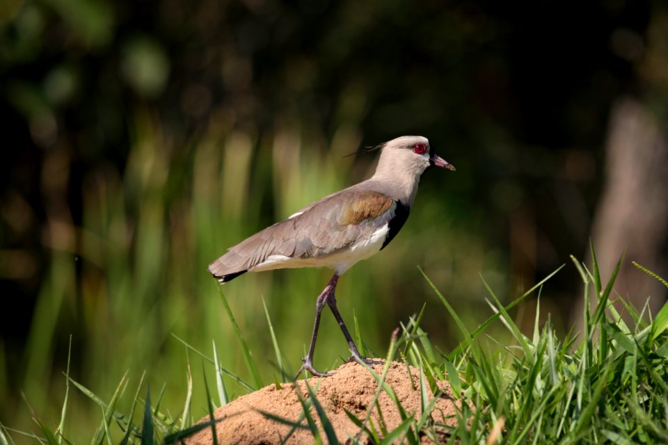 grey and white bird standing on brown sand