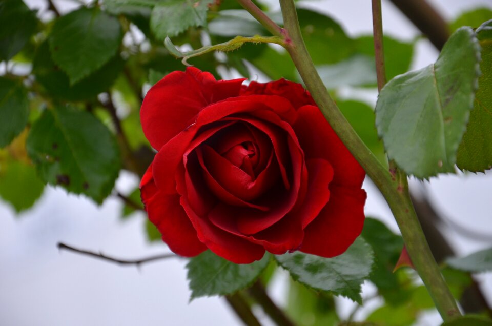 Rose blossom bloom