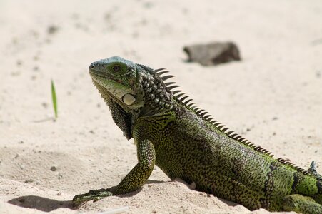 Reptile skin dry