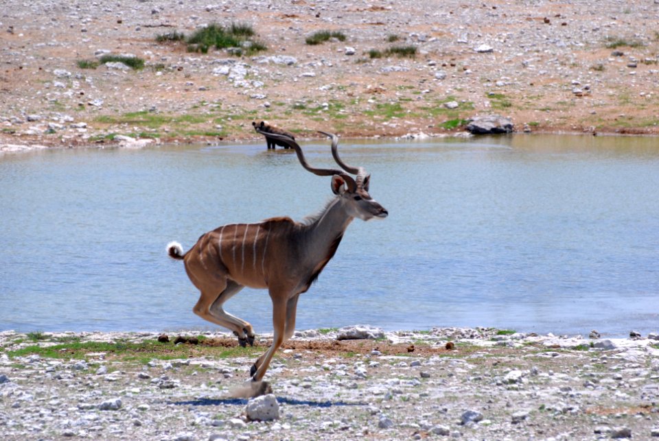 Etosha national park, Namibia
