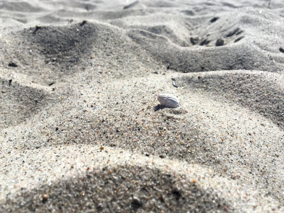 Conch, Beach