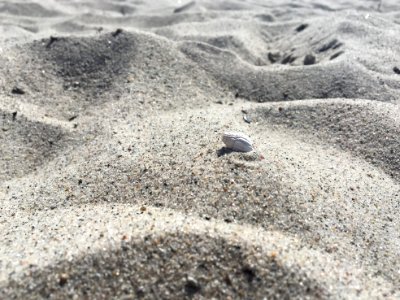 Conch, Beach photo