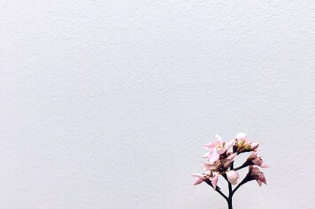 Minimalist, Flower