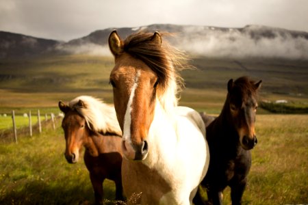 three assorted-color horses running away from a mountain photo