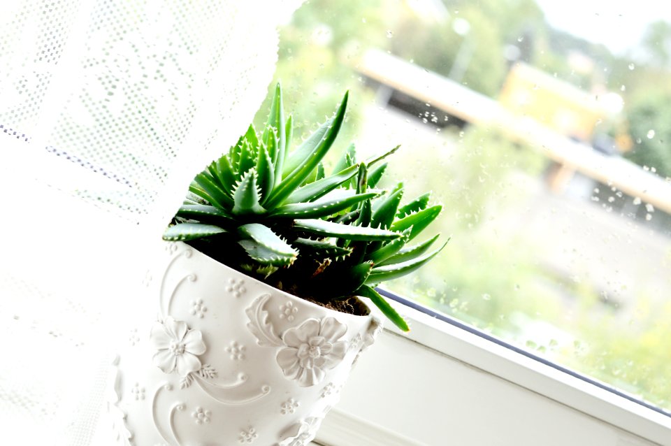 Window, Rain drop, Cactus