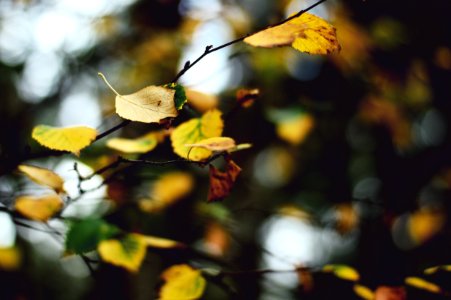shallow focus photography of yellow leaves photo