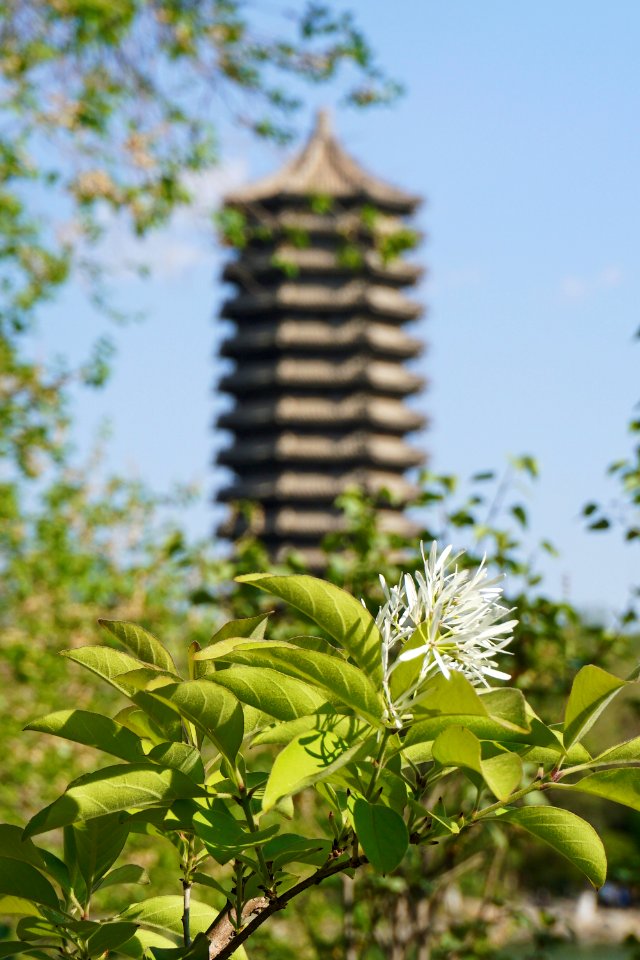 University, Plant, Tower