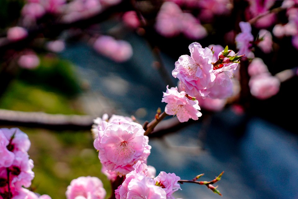 Northern sea, China, Flowers