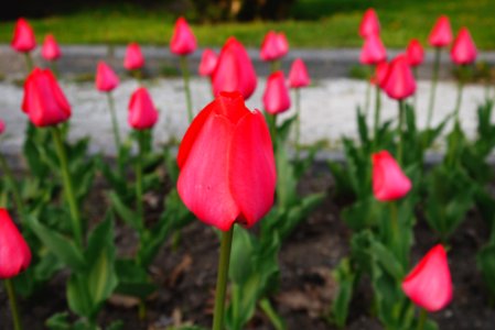 Qubec city, Canada, Pink tulip