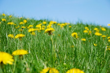 Qubec city, Canada, Grass