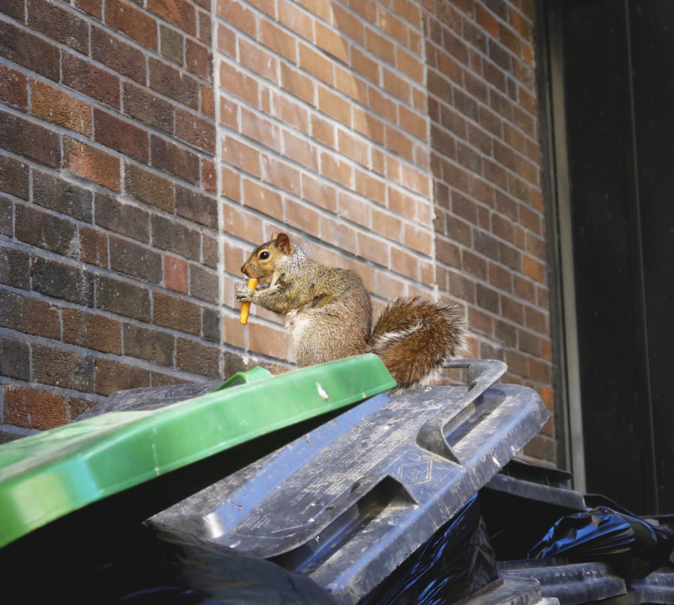 Montreal, Canada, Montrealquirrel