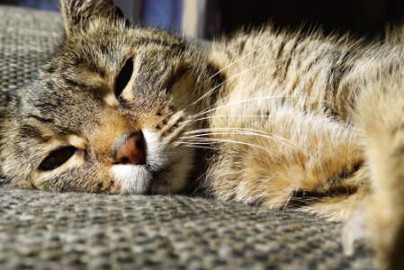 Stchamond, France, Chat
