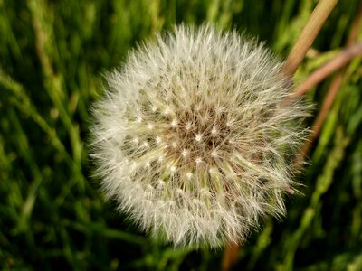 Nature spring flower