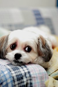 Puppy, White, Animal