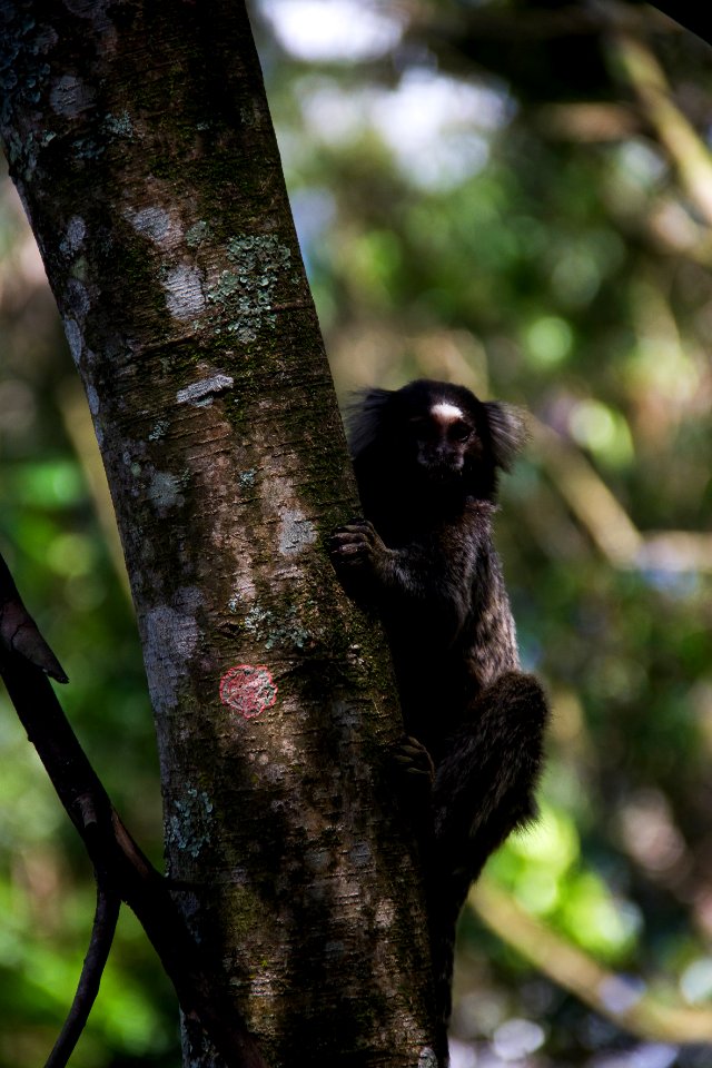 Brazil, So paulo, Natureza