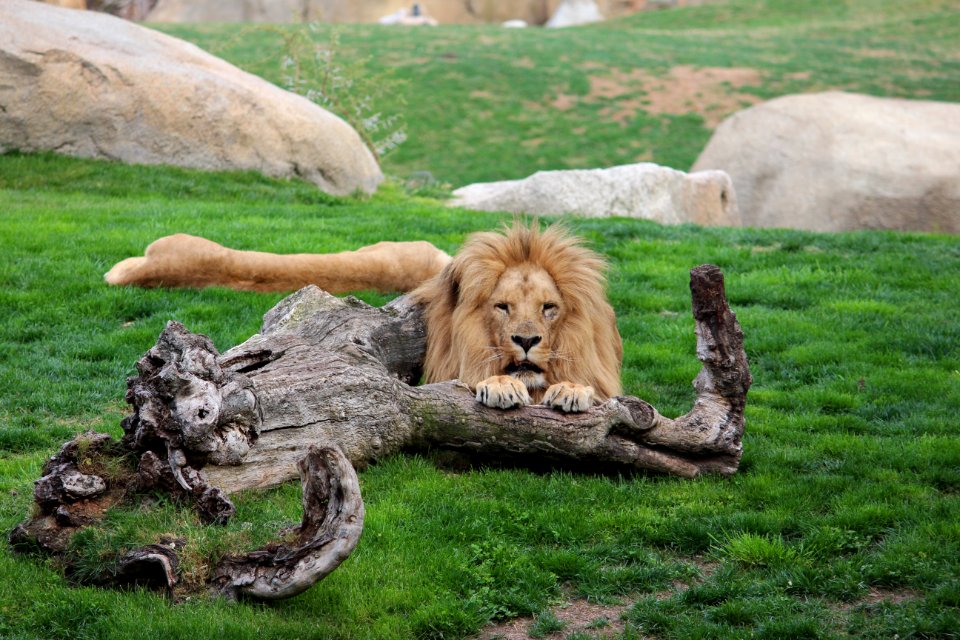 Bioparc valencia, Valncia, Spain