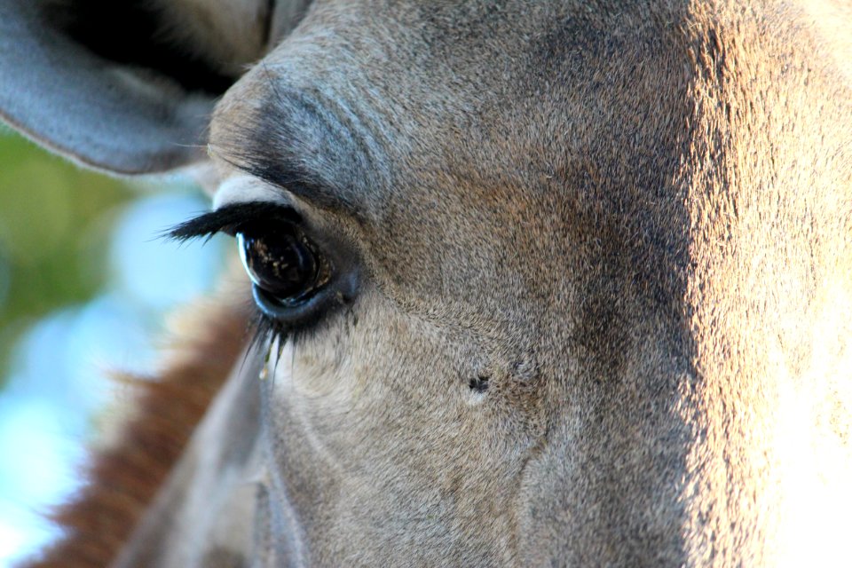 close up photo of horse right eye