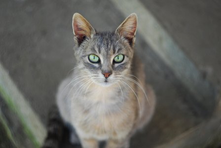 silver tabby cat looking upward photo