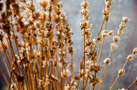 Plant, Macro, Flowers