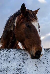 Haras nature eye