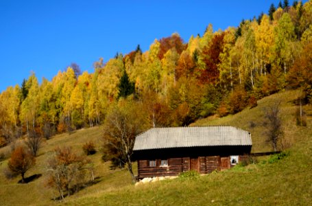 brown wooden cabin near forest