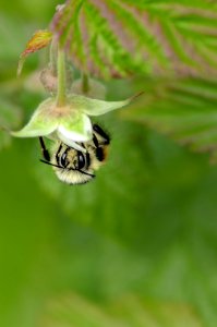 tilt shift lens photo of bee on flower photo