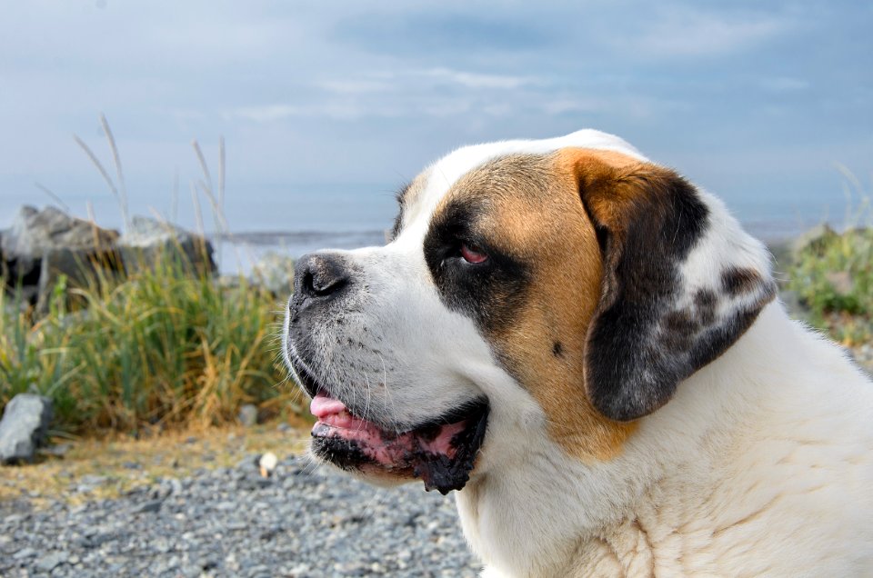 Sooke, Canada, Animal