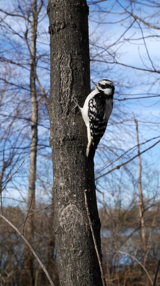 Woodpecker bird canada