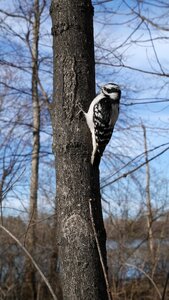 Woodpecker bird canada