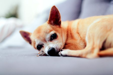 tan chihuahua lying on couch photo