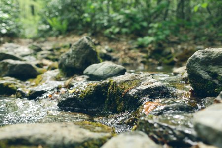 Water, Green, Moss