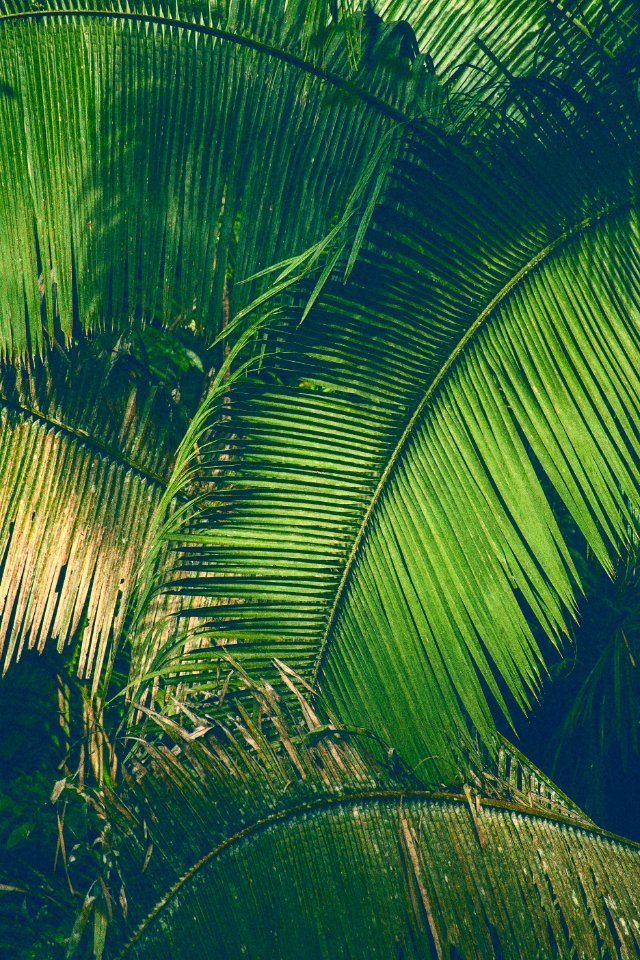 Greenery, Green, Belize