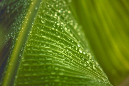 droplets on green leaf photo