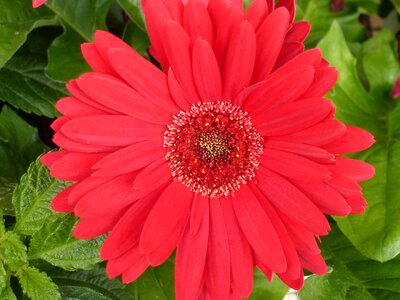 Bloom blossom spring
